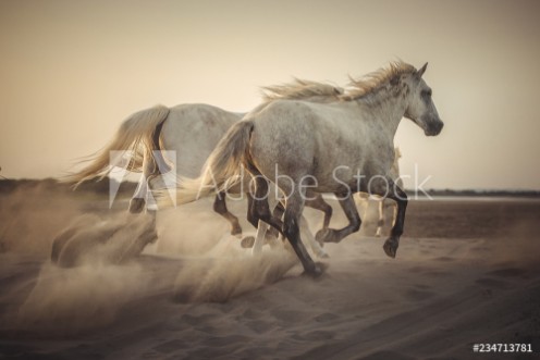 Picture of Camargue horses